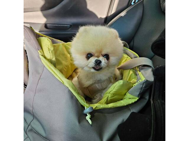 Шпіц малюк в сім'ю в добрі руки. - Фото 3