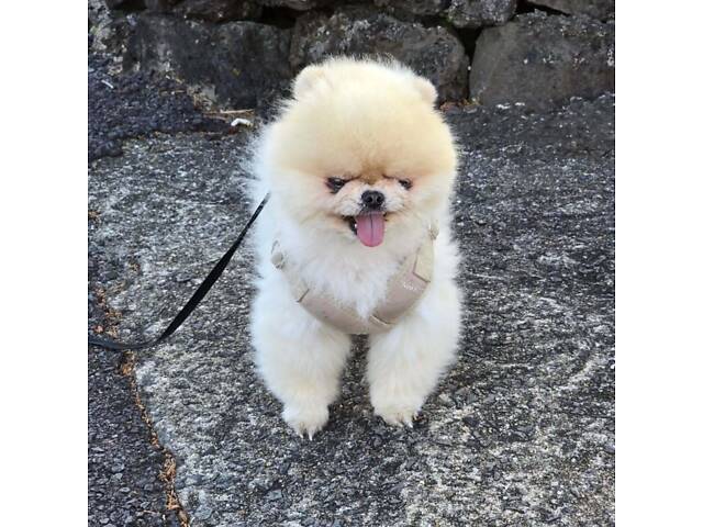 Шпіц малюк в сім'ю в добрі руки. - Фото 4