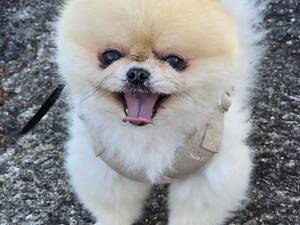 Шпіц малюк в сім'ю в добрі руки.