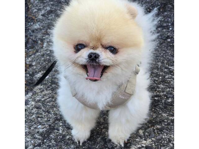 Шпіц малюк в сім'ю в добрі руки. - Фото 1