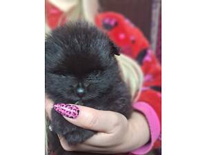 Шпіц Померанский