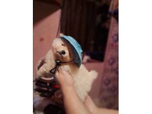 Шпіц Померанський