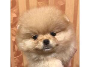 Шпiцулi з документами