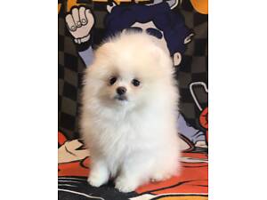 Шпiцулi з документами