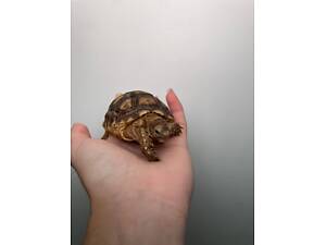 Шпороносна черепаха, сухопутна черепашка, домашня черепаха