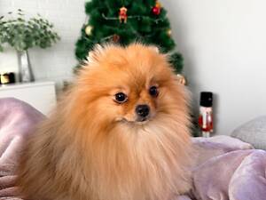 Шпіц померанський