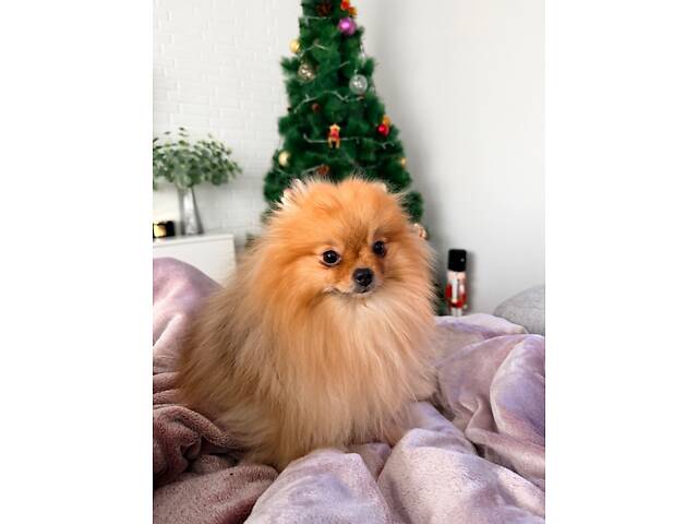 Шпіц померанський - Фото 1