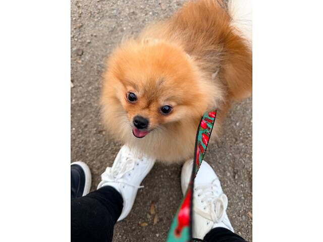 Шпіц померанський - Фото 2