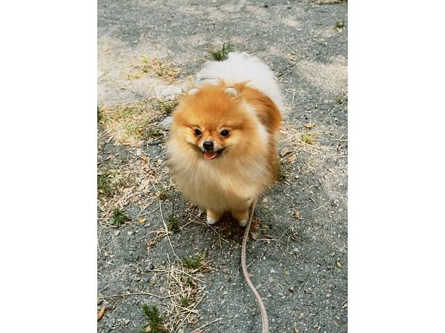 Шпіц померанський - Фото 3