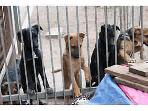 Ищем работника в приют для животных.