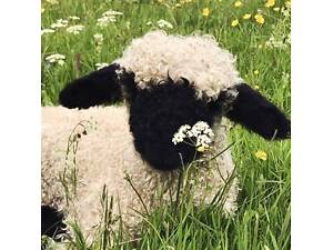 Швейцарская овца черномордая, приятные декоративные овцы.