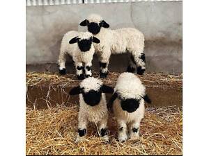 Швейцарська вівця, декоративна чорноморда вівця валлійська