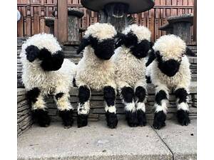 Швейцарская горная овца, самая милая овца в мире, черномордая овца