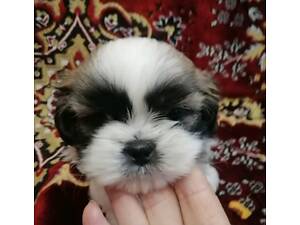 Ши-тцу цуценята батьків призерів.