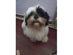 Ши-тцу хлопчик чекає на родину.