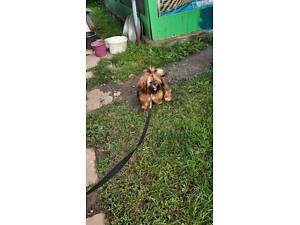 Ши-тцу. Продам цуценя.