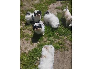 Ши-тцу шукають родини 0983708627