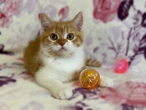 Червоний біколорний котик: ласкавий, грайливий! Шотландський прямовухий