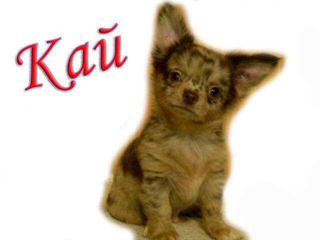 Шикарний хлопчик на ім'я КАЙ - Фото 1