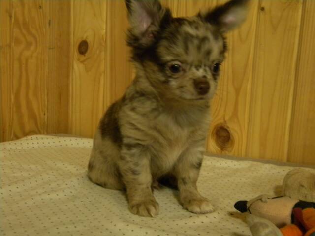 Шикарний хлопчик на ім'я КАЙ - Фото 2