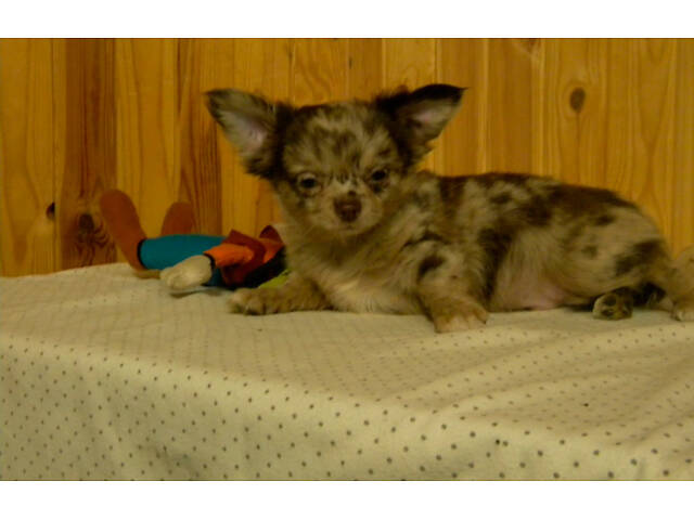 Шикарний хлопчик на ім'я КАЙ - Фото 3