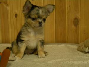 Шикарний хлопчик на ім'я Крош