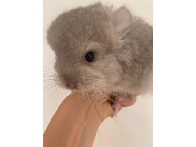 Шиншила бежева Ангора хлопчик - Фото 2