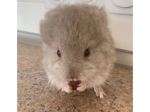 Шиншила бежева Ангора хлопчик - Фото 3