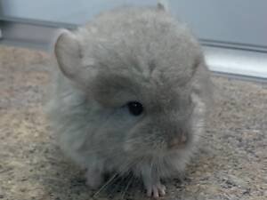 Шиншила бежева Ангора хлопчик