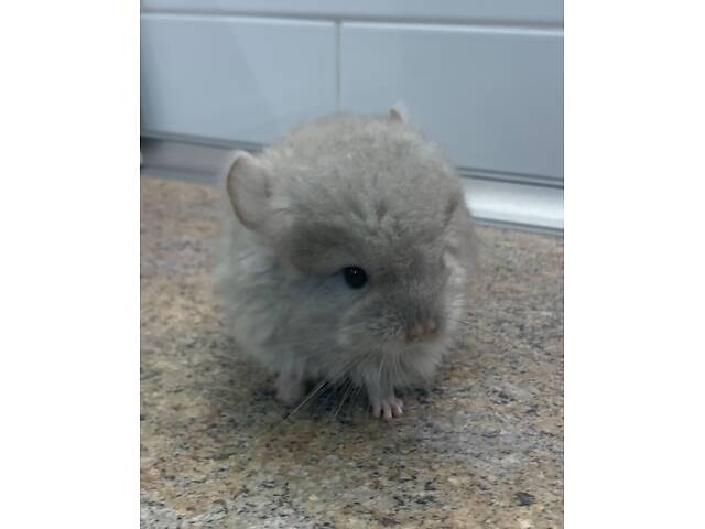 Шиншила бежева Ангора хлопчик - Фото 1