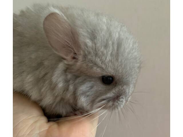 Шиншила бежева Ангора хлопчик - Фото 4