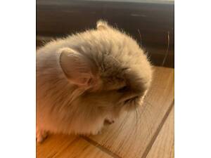 Шиншила фіолетова Ангора хлопчик
