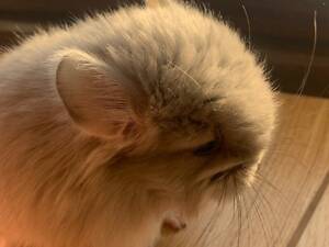 Шиншила фіолетова Ангора хлопчик