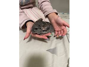 Шиншила дівчинка