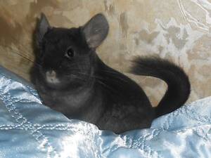 Шиншила хлопчик, 6 місяців.