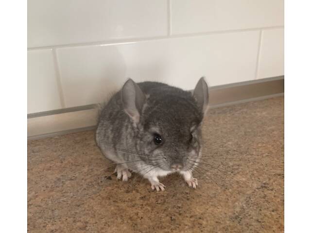 Шиншилла мальчик носитель ангоры и фиолета. - Фото 1