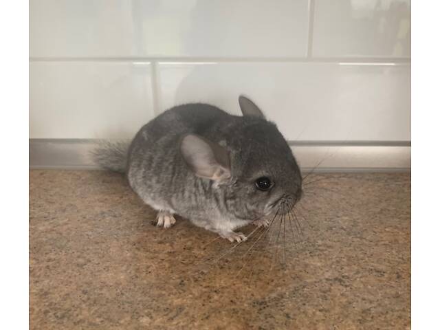 Шиншилла мальчик носитель ангоры и фиолета. - Фото 3