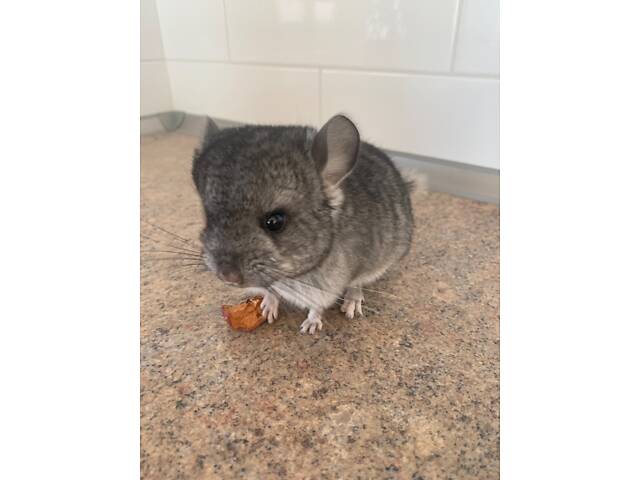 Шиншилла мальчик носитель ангоры и фиолета. - Фото 2