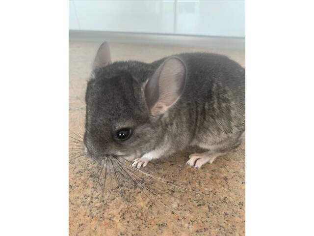 Шиншилла мальчик носитель ангоры и фиолета. - Фото 4