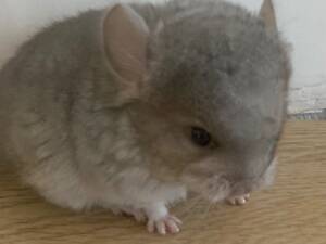 Шиншила бежевий хлопчик носій ангори та фіолету