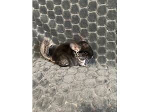 Шиншила чорний оксамит