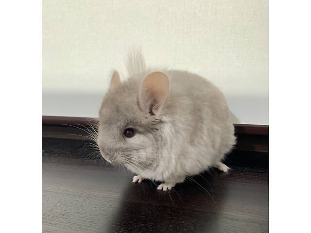 Шиншила самка ангора - Фото 2