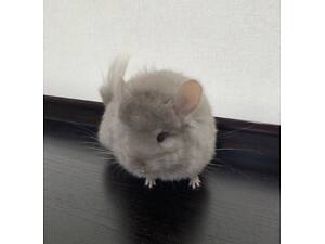 Шиншила самка ангора