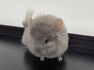 Шиншила самка ангора