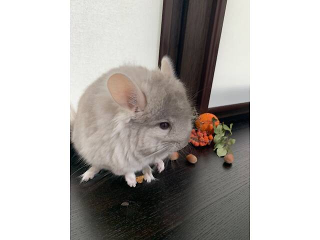 Шиншила самка ангора - Фото 3