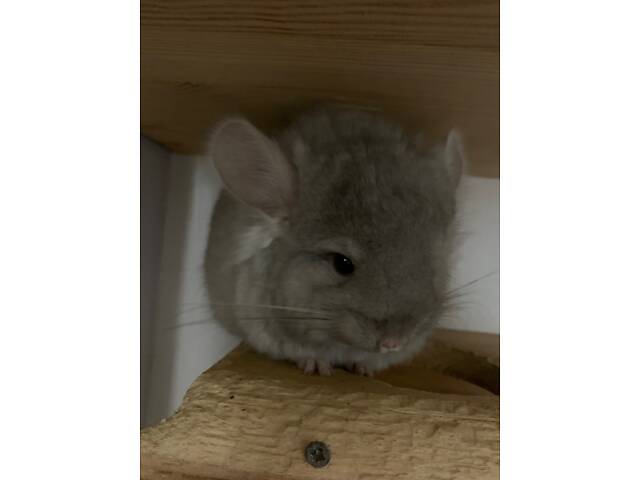 Шиншила самка ангора - Фото 4