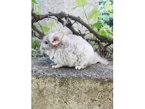 Шиншилки малюки