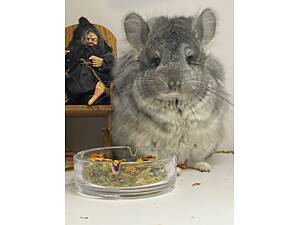 Шиншилла дівчинка