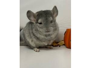 Шиншилла хлопчик