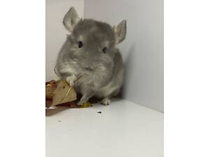 Шиншилла мальчик фиолет